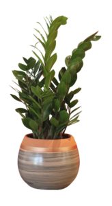 Plante Zamioculcas