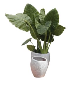 Plante Alocasia